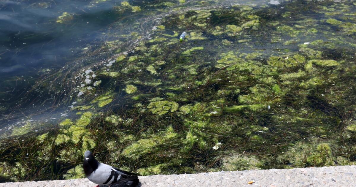 Γυναίκα στη Θεσσαλονίκη έριχνε τα βοθρολύματά της σε χείμαρρο που εκβάλλει στον Θερμαϊκό