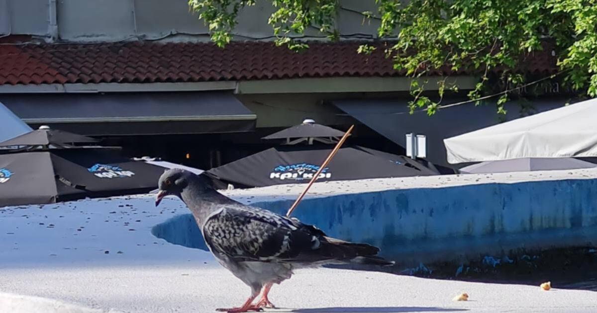 Κάρφωσαν περιστέρι με καλαμάκι από σουβλάκι