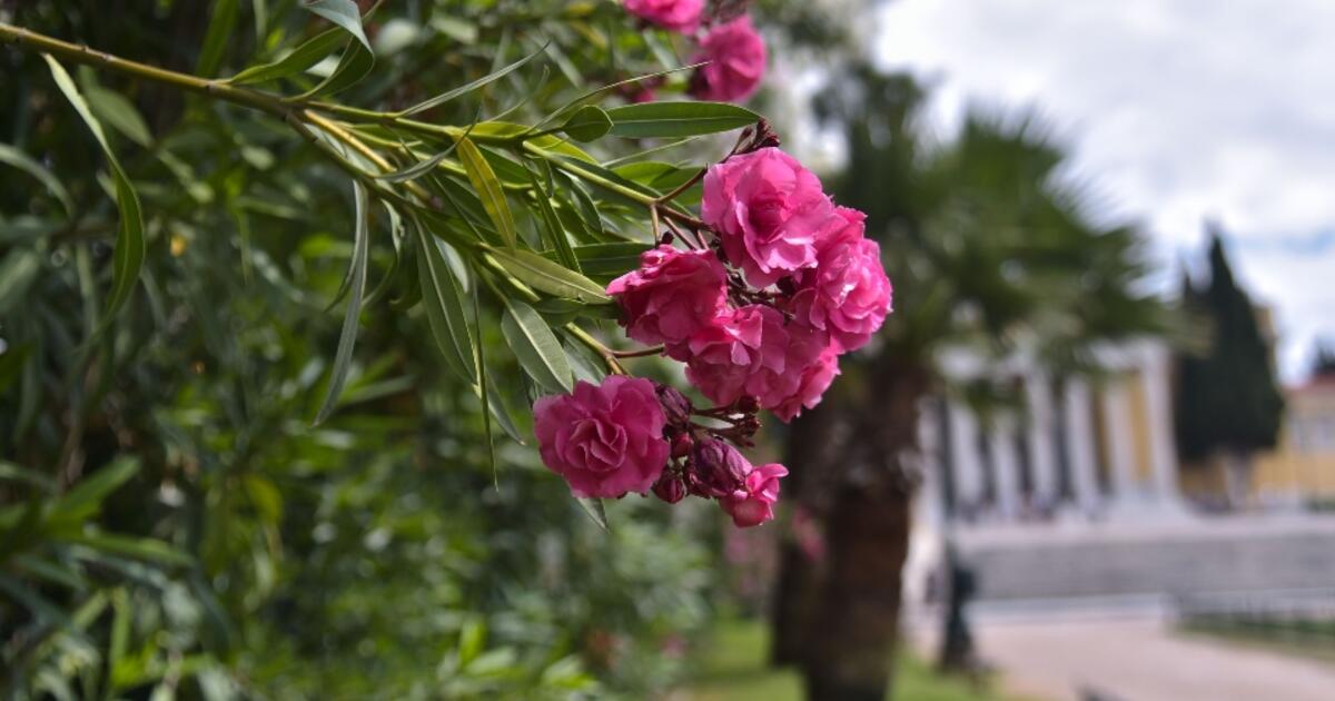 Μεγάλη Πέμπτη με 30αρια, λίγες βροχές και αφρικανική σκόνη
