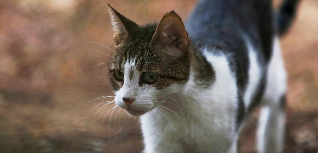 Νεογέννητα γατάκια βρέθηκαν δεμένα σε σακούλα σκουπιδιών