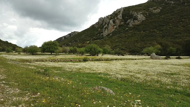 Πανέμορφη θάλασσα από μαργαρίτες στη Μπαμπίνη.