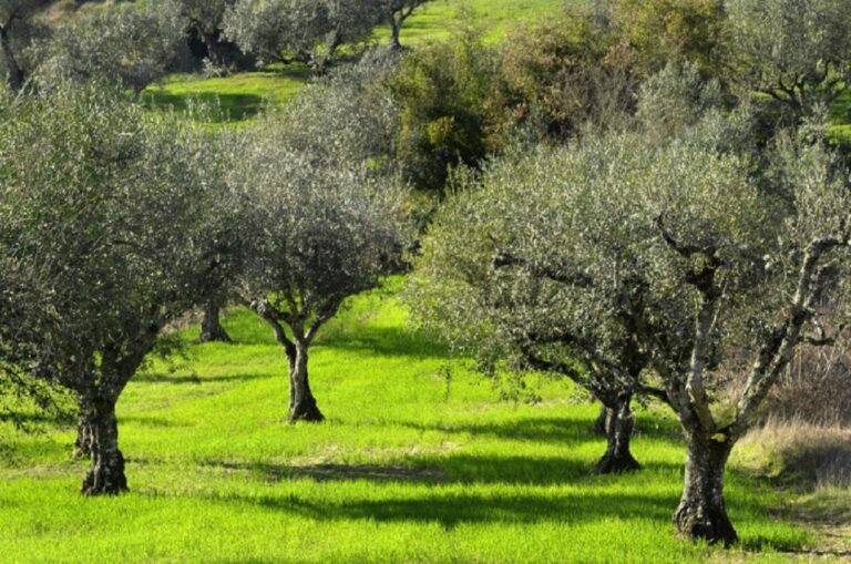 Παραγωγοί, μην ακούτε φήμες στα καφενεία