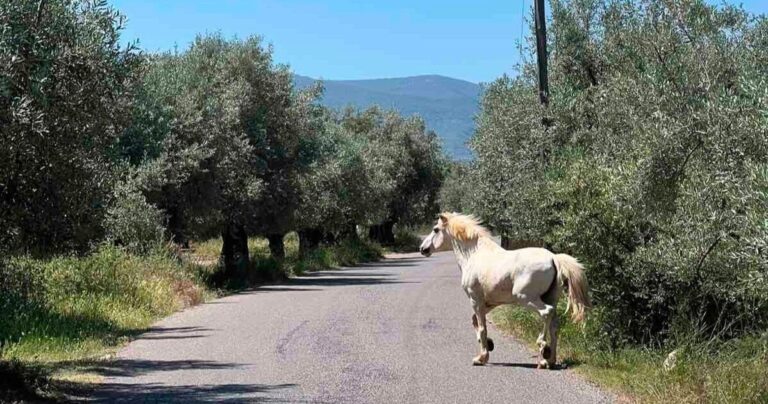 Άλογο περιφέρεται στο δρόμο Νέα Αβώρανη – Παναιτώλιο