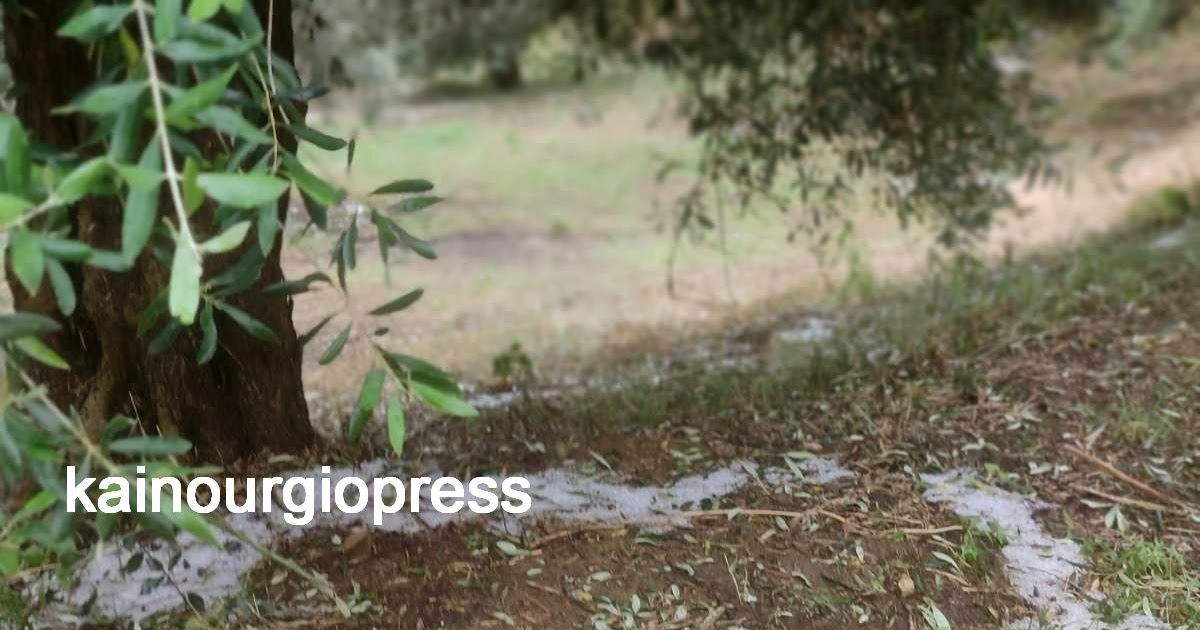 Ανακοίνωση για τους παραγωγούς του Καινουργίου που επλήγησαν από την χαλαζόπτωση