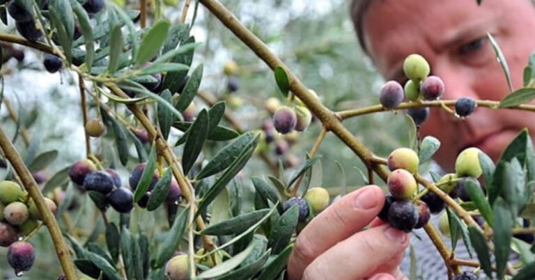 Αναλυτικός πίνακας με τις 750 θέσεις εποχικών ανά Περιφέρεια.