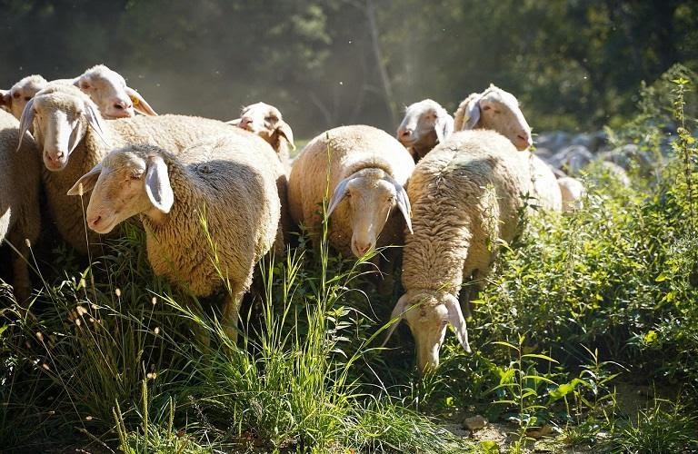 ΜΥΤΙΚΑΣ PRESS: Οικονομικός Ταχυδρόμος - Ανεπιτήρητα ζώα: Τσουχτερά πρόστιμα έως 12.000 ευρώ για ζημιές σε κτήματα.