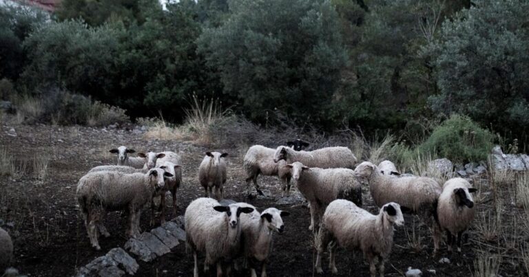 Δήλωναν βοσκοτόπια ακόμα και στο αεροδρόμιο- «Πλημμύρισε» πρόβατα η Κρήτη