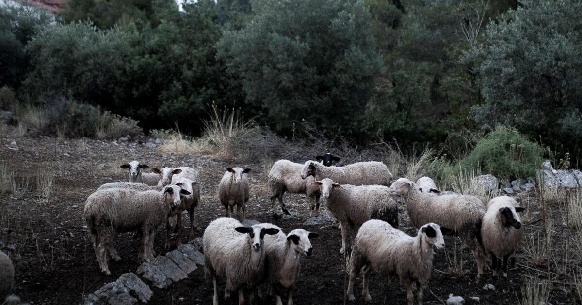 Δήλωναν βοσκοτόπια ακόμα και στο αεροδρόμιο- «Πλημμύρισε» πρόβατα η Κρήτη
