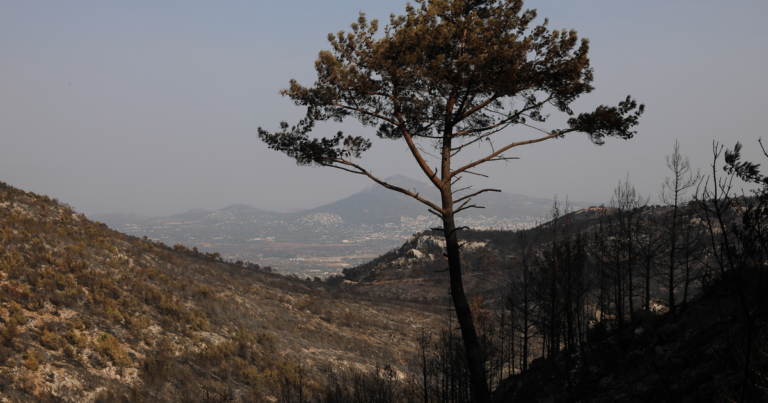 Μπορούν να αναγεννηθούν τα δάση σε Πάρνηθα και Πεντέλη; Δασολόγος απαντάει στο Reader