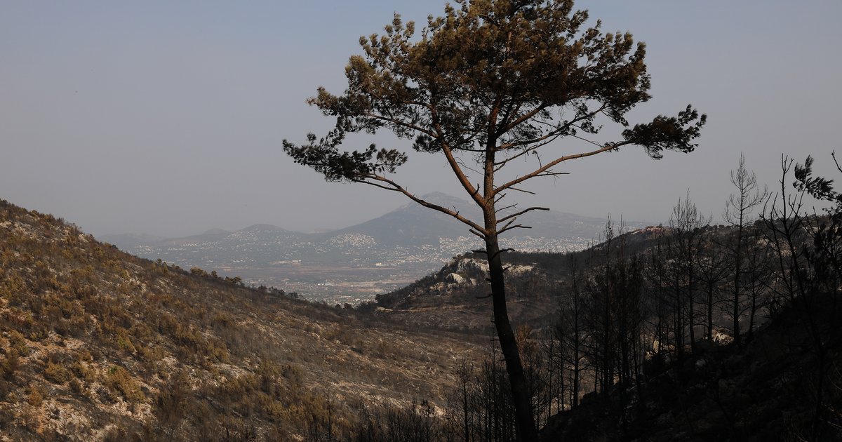 Μπορούν να αναγεννηθούν τα δάση σε Πάρνηθα και Πεντέλη; Δασολόγος απαντάει στο Reader