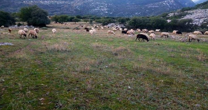 ΣΥΡΙΖΑ: Καταγγέλλει «σκάνδαλο» του ΟΠΕΚΕΠΕ στο στρατιωτικό αεροδρόμιο Αγρινίου